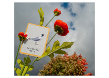 Load image into Gallery viewer, LAUGHING GULL- WESTEN TANAGER
